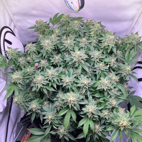 Cherry Mac Muffin growlog timeline photo