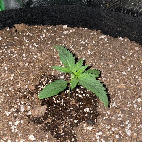 Gelato Cake growlog timeline photo