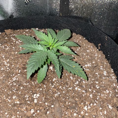 Gelato Cake growlog timeline photo