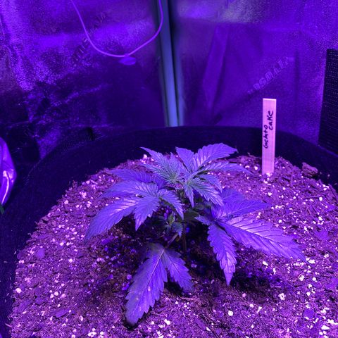 Gelato Cake growlog photo: First trimming, lil topping and cut off lower branches 