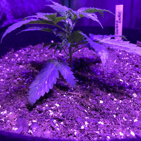 Gelato Cake growlog photo: First trimming, lil topping and cut off lower branches 