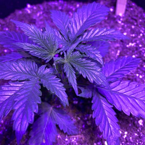 Gelato Cake growlog photo: First trimming, lil topping and cut off lower branches 
