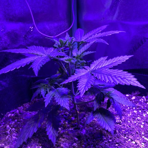 Gelato Cake growlog timeline photo