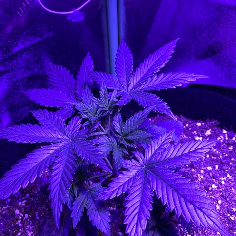 Gelato Cake growlog timeline photo
