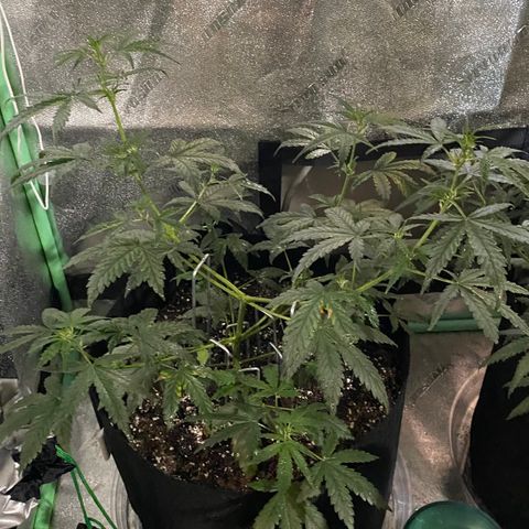 Gelato Cake growlog timeline photo