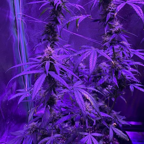 Gelato Cake growlog timeline photo