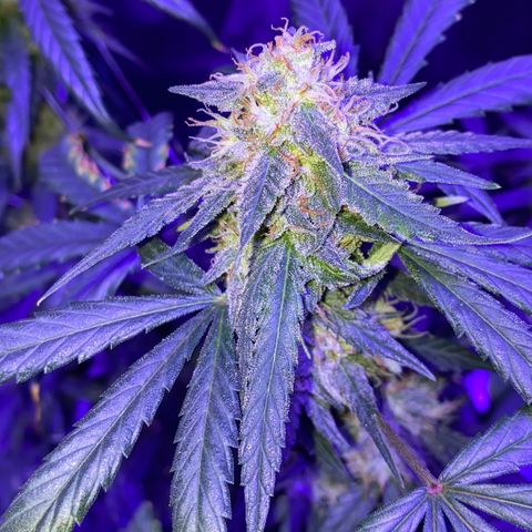 Gelato Cake growlog timeline photo