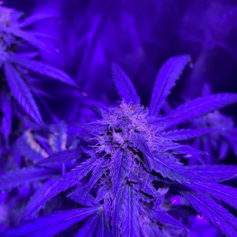 Gelato Cake growlog timeline photo