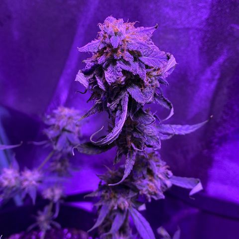 Gelato Cake growlog photo: Trimming 