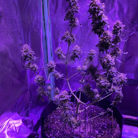 Gelato Cake growlog timeline photo