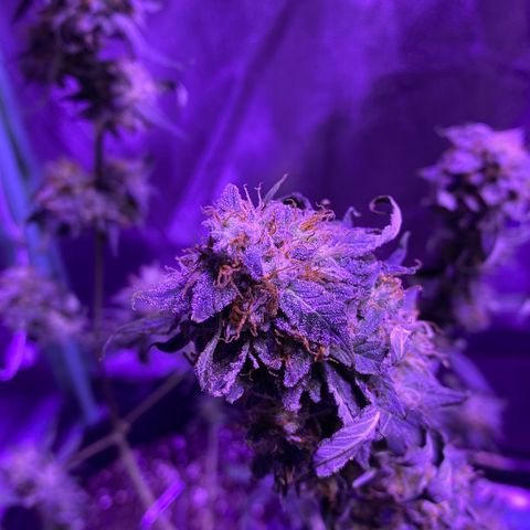 Gelato Cake growlog timeline photo