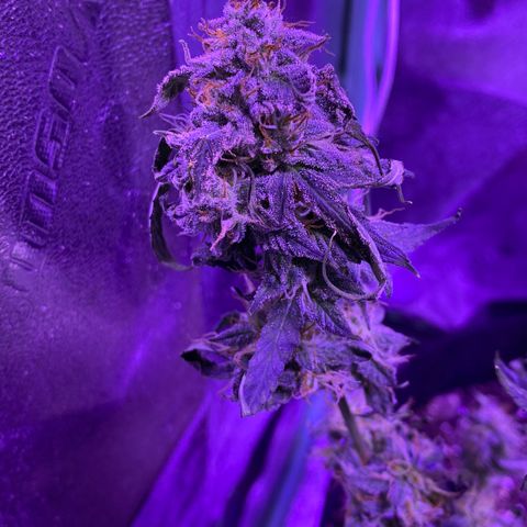 Gelato Cake growlog timeline photo