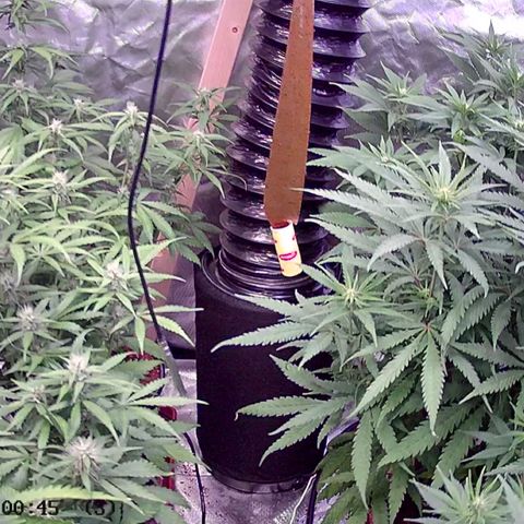Jack Herrer growlog timeline photo