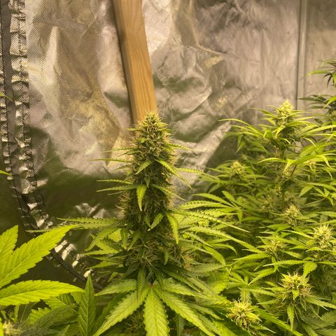 Jack Herrer growlog timeline photo