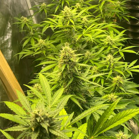 Jack Herrer growlog timeline photo