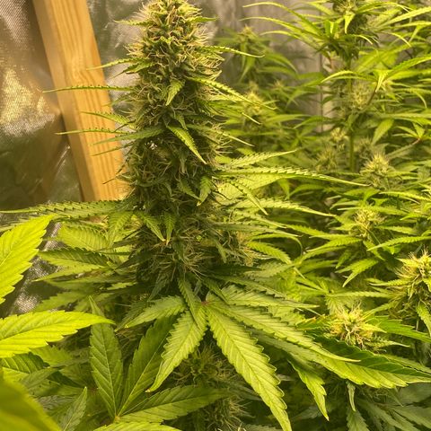 Jack Herrer growlog timeline photo