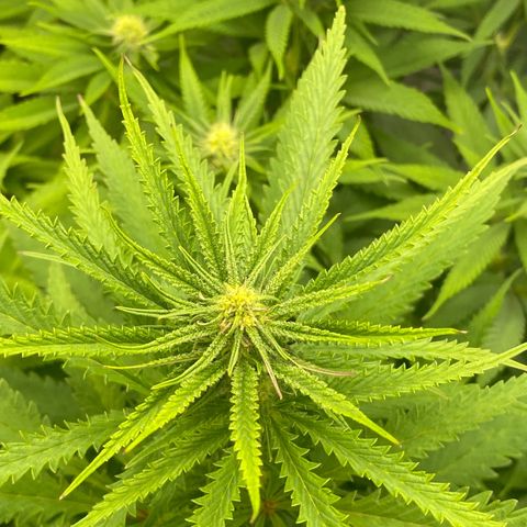 Purple Cookie Kush growlog timeline photo