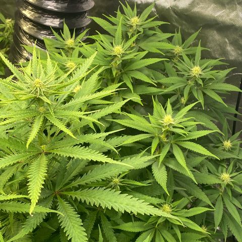 Purple Cookie Kush growlog timeline photo