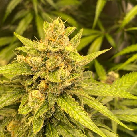 Jack Herrer growlog timeline photo