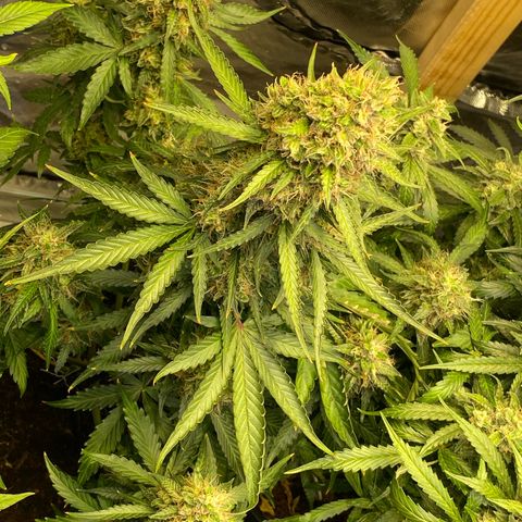 Jack Herrer growlog timeline photo