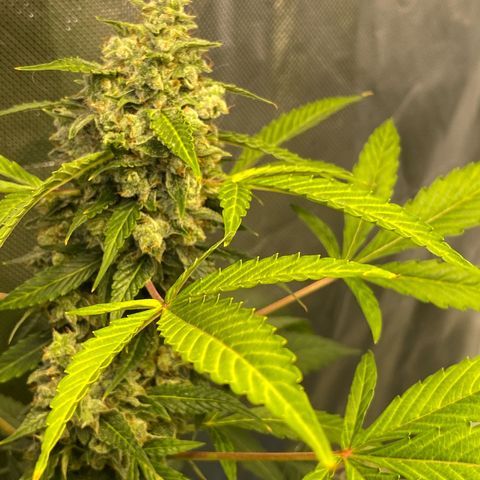 Jack Herrer growlog timeline photo