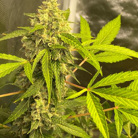 Jack Herrer growlog timeline photo