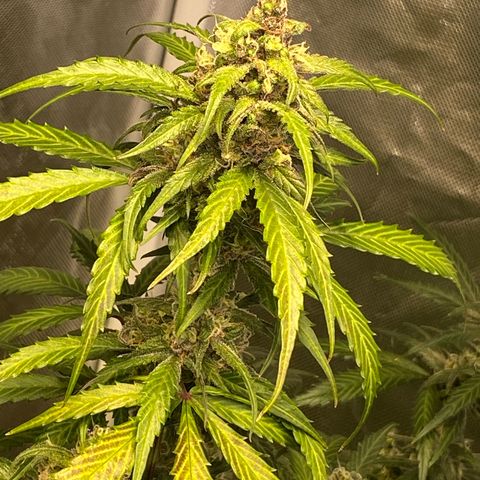 Jack Herrer growlog timeline photo