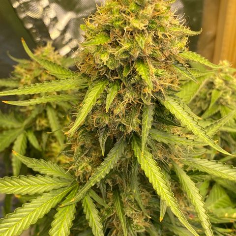 Jack Herrer growlog timeline photo