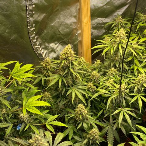 Jack Herrer growlog timeline photo