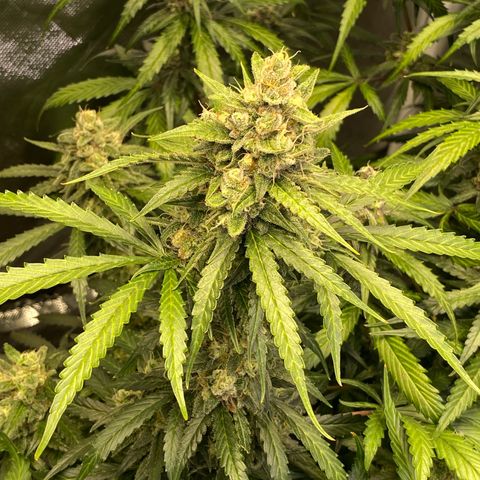 Jack Herrer growlog timeline photo