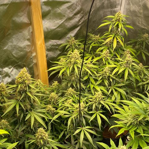 Jack Herrer growlog timeline photo