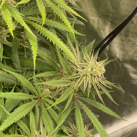 Purple Cookie Kush growlog timeline photo