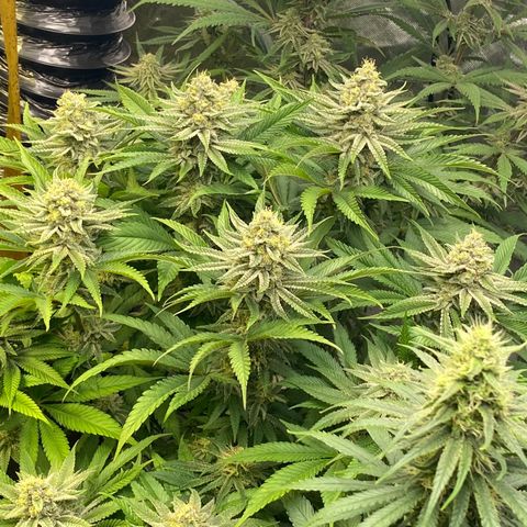 Purple Cookie Kush growlog timeline photo