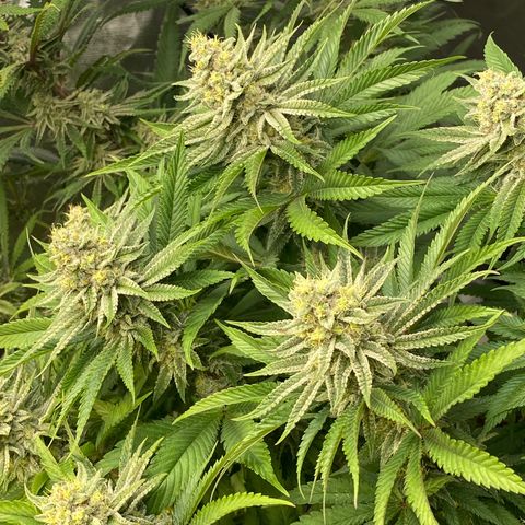 Purple Cookie Kush growlog timeline photo