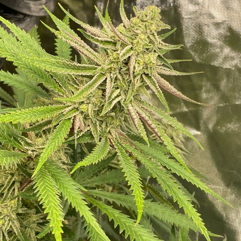 Purple Cookie Kush growlog timeline photo