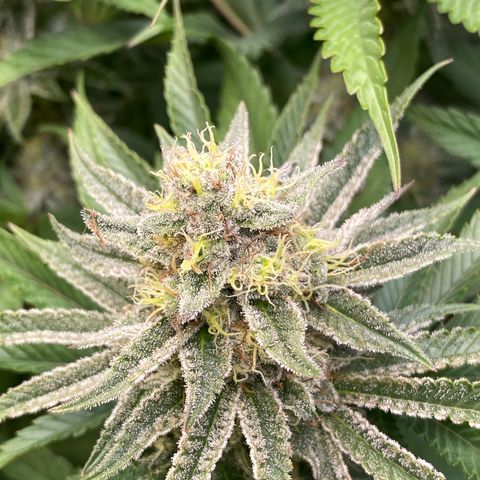Purple Cookie Kush growlog timeline photo