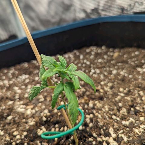 Grow-1-2023/2024-Indoor-Winter growlog timeline photo
