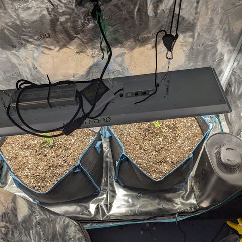 Grow-1-2023/2024-Indoor-Winter growlog timeline photo