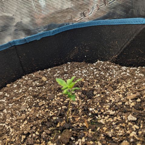 Grow-1-2023/2024-Indoor-Winter growlog timeline photo