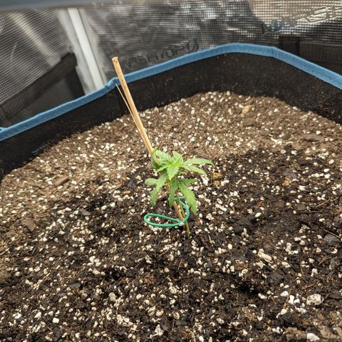 Grow-1-2023/2024-Indoor-Winter growlog timeline photo