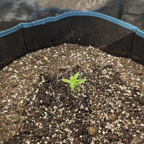 Grow-1-2023/2024-Indoor-Winter growlog timeline photo
