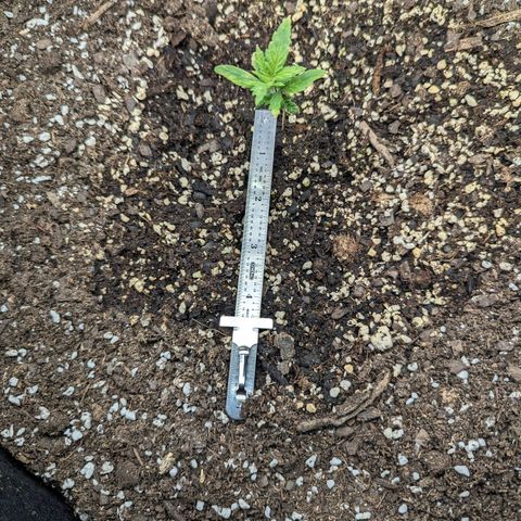 Grow-1-2023/2024-Indoor-Winter growlog timeline photo
