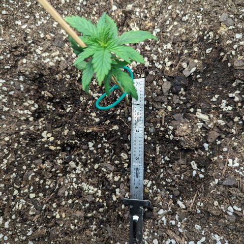 Grow-1-2023/2024-Indoor-Winter growlog timeline photo