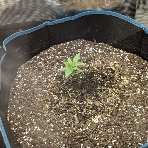 Grow-1-2023/2024-Indoor-Winter growlog timeline photo