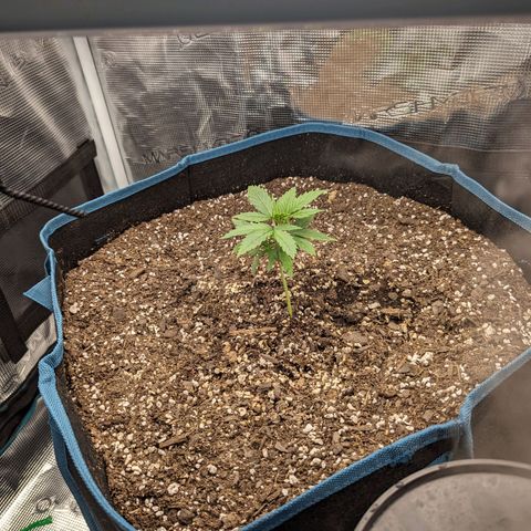Grow-1-2023/2024-Indoor-Winter growlog timeline photo