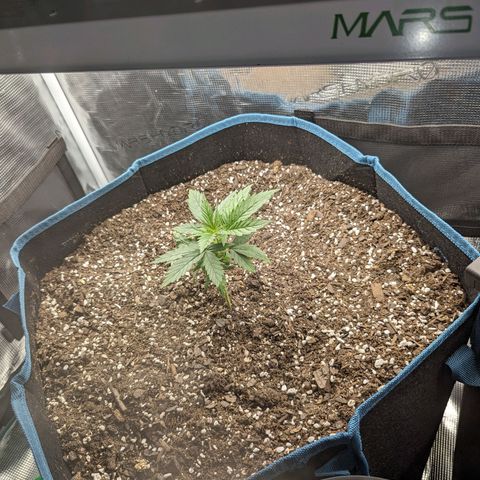 Grow-1-2023/2024-Indoor-Winter growlog timeline photo