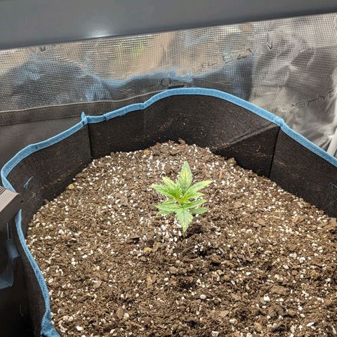 Grow-1-2023/2024-Indoor-Winter growlog timeline photo