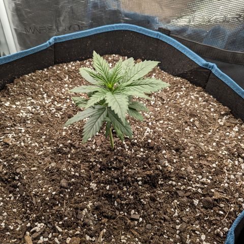 Grow-1-2023/2024-Indoor-Winter growlog timeline photo