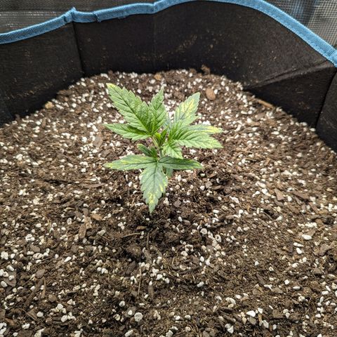 Grow-1-2023/2024-Indoor-Winter growlog timeline photo