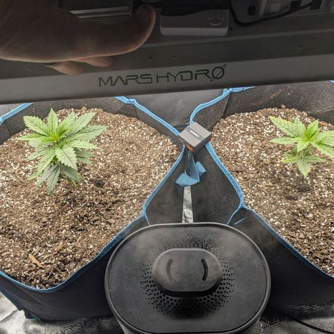 Grow-1-2023/2024-Indoor-Winter growlog timeline photo